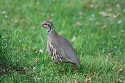 Wildlife