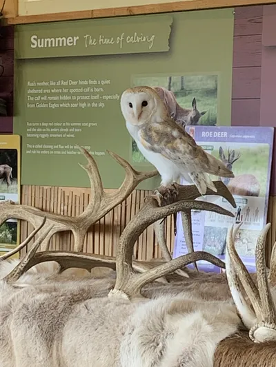 Wildlife