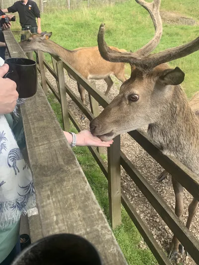 Wildlife