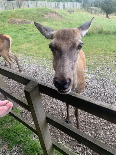 Wildlife